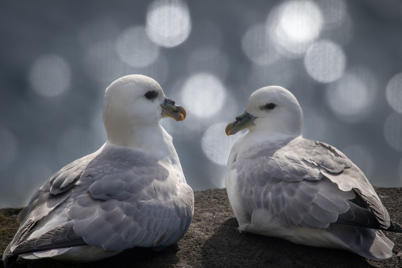 Two white seabirds with gray wings sit closely together on a rocky surface, with a shimmering blue background
