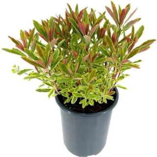 Perennial Euphorbia Ascot Rainbow