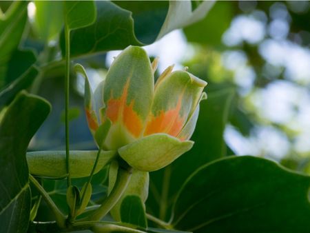 Green-Orange Tulip Tree