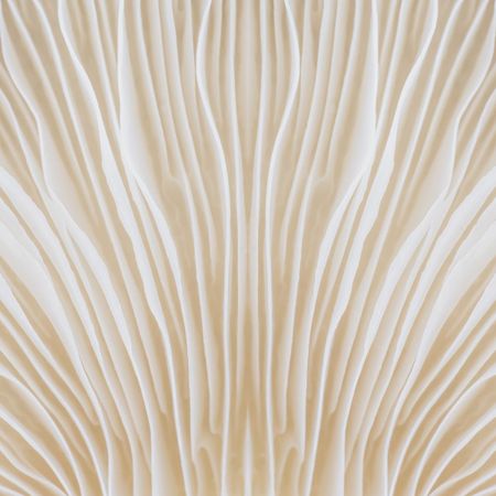 Close up of a mushroom