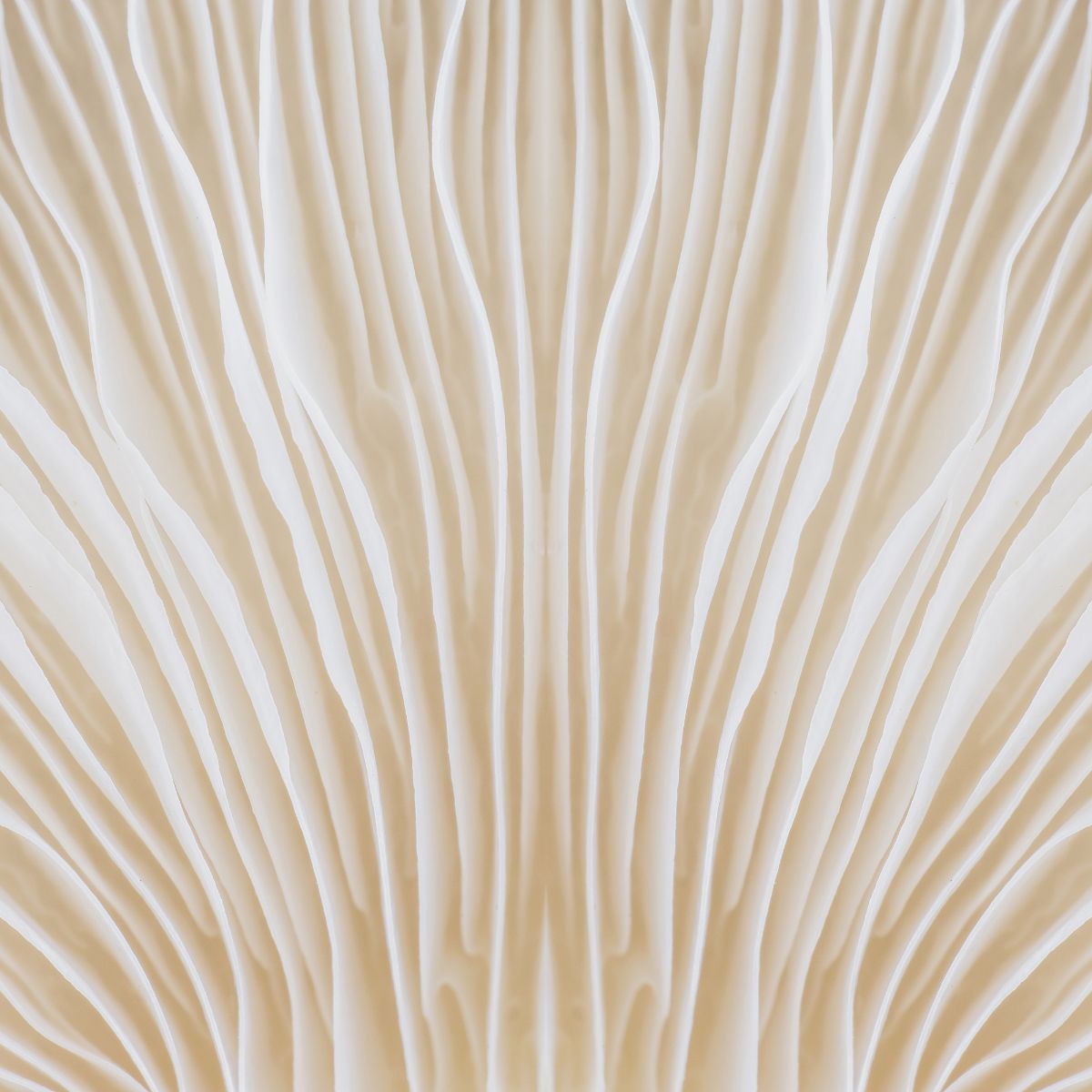 Close up of a mushroom