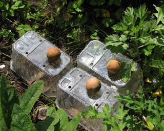 plastic fruit boxes used as mini greenhouses to protect tender plants in a raised bed