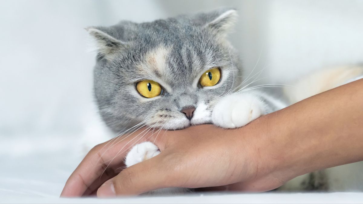 Scottish Fold cat biting owner&#039;s hand