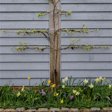 Espalier tree above garden border with daffodils and hyacinths