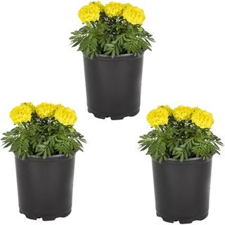 Three marigold plants
