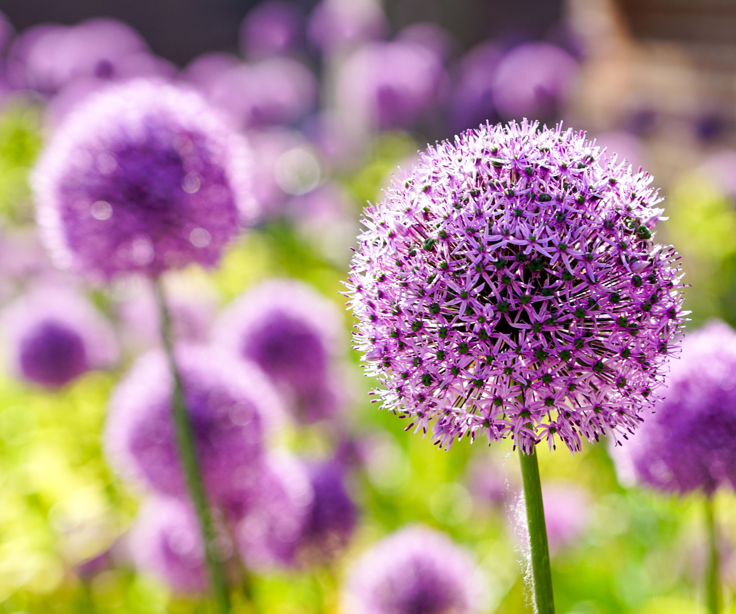 purple alliums in spring garden border