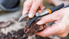 Scraping fine material off wood bark with pruners for mulch