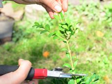 Pruning A Stock Plant For Propagation
