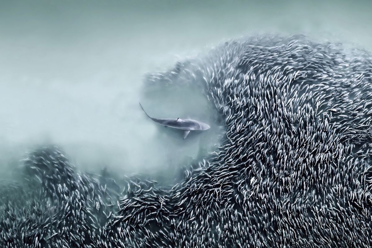 A sleek shark swims amidst a swirling school of fish, creating a dramatic contrast in the serene blue-green waters