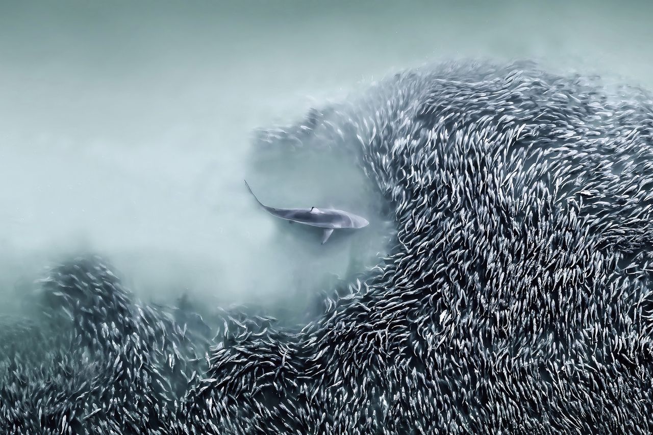 A sleek shark swims amidst a swirling school of fish, creating a dramatic contrast in the serene blue-green waters