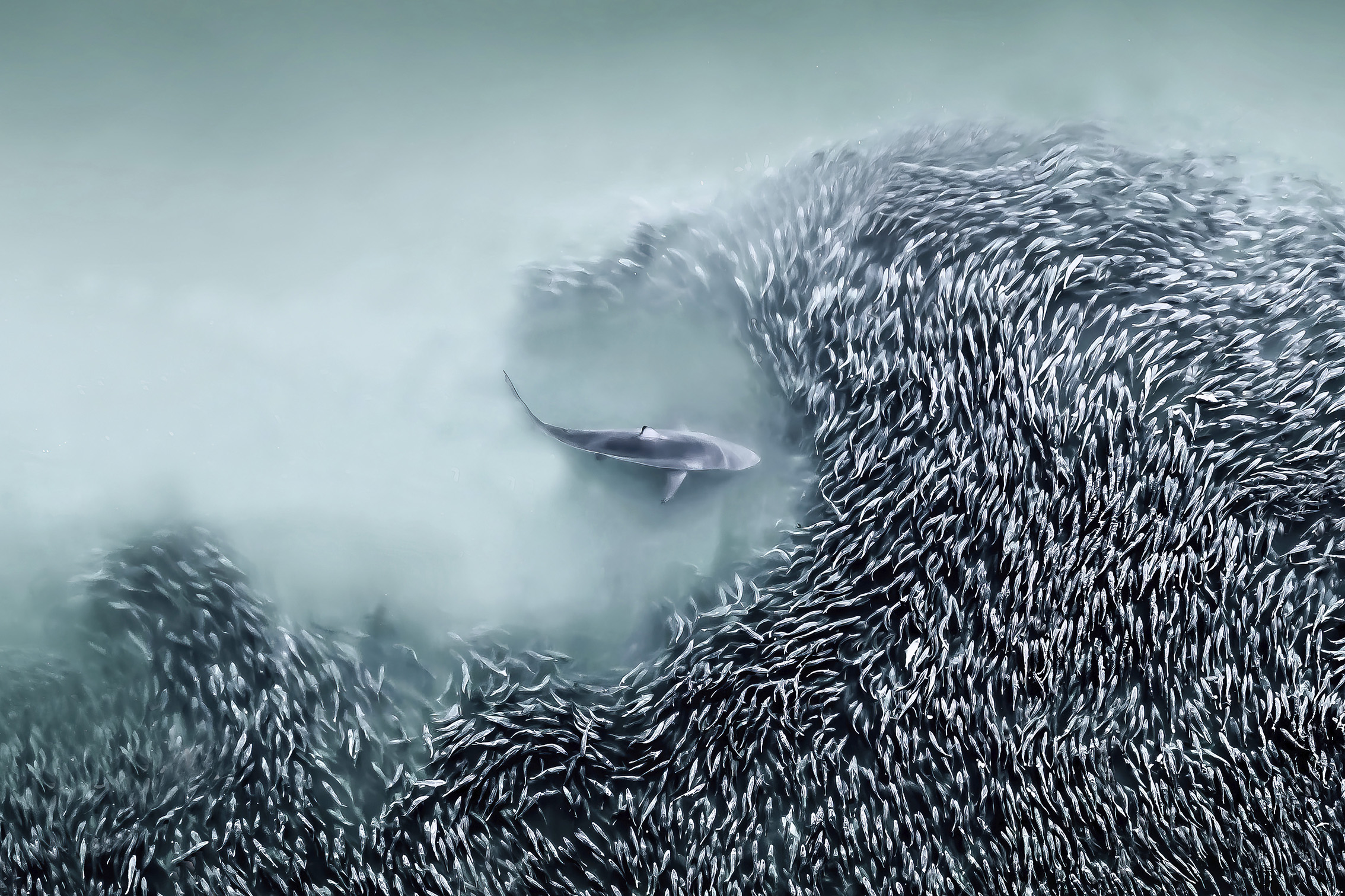 A sleek shark swims amidst a swirling school of fish, creating a dramatic contrast in the serene blue-green waters