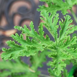 Close up of citronella plant leaves