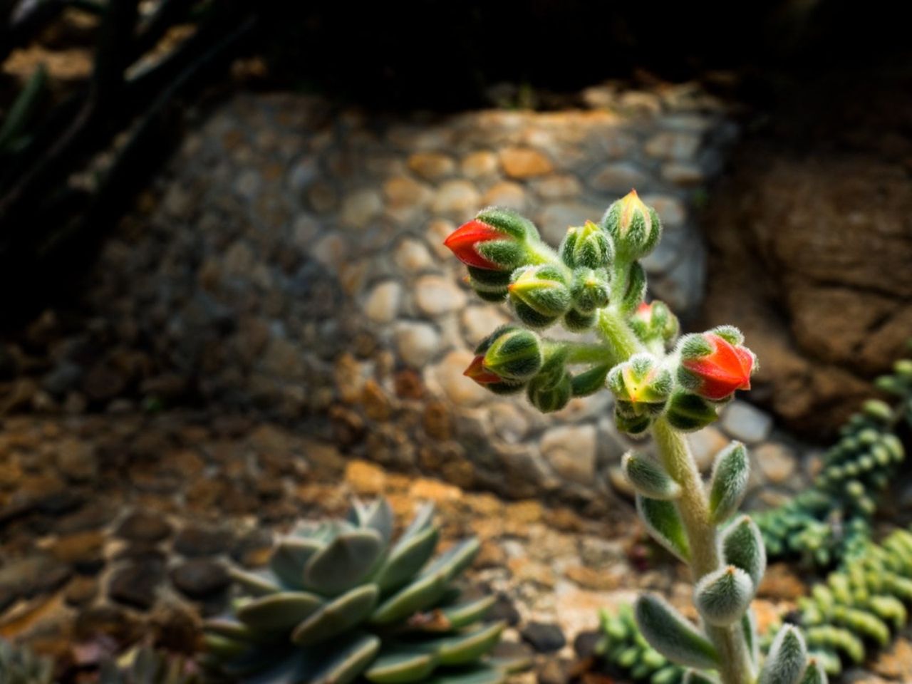 Red Flowering Doris Taylor Succulent Plants