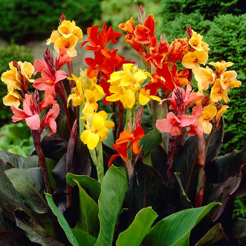 Canna Lily Bulbs - Mixed