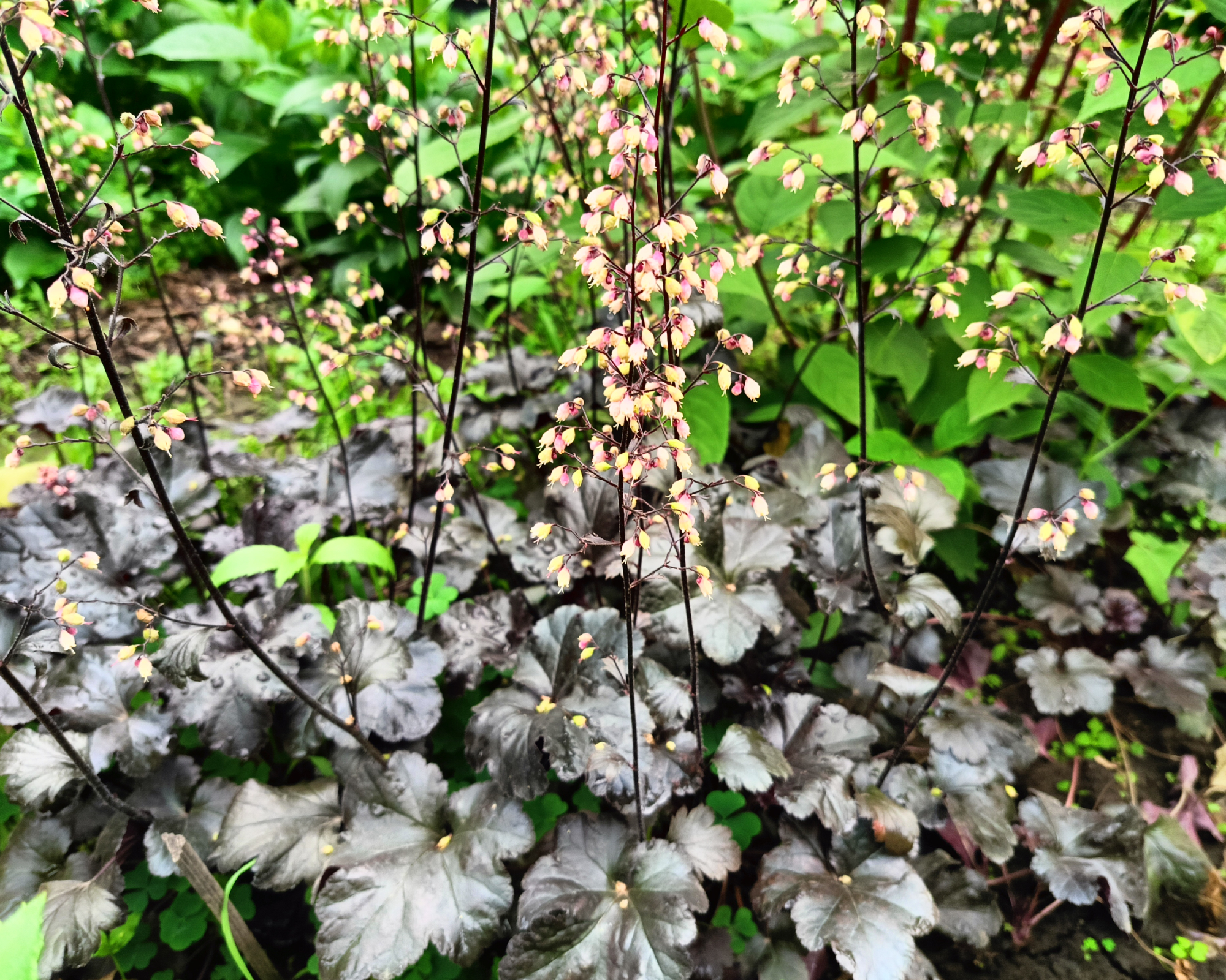 black pearl coral bells plant in garden