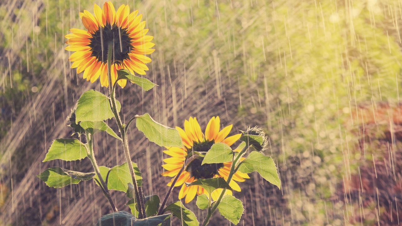 Should you water plants in sun Watering a garden with sunflowers in it 