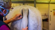 Taking_horse_s_temperature_PERITONITIS_409047562_736249822.jpg