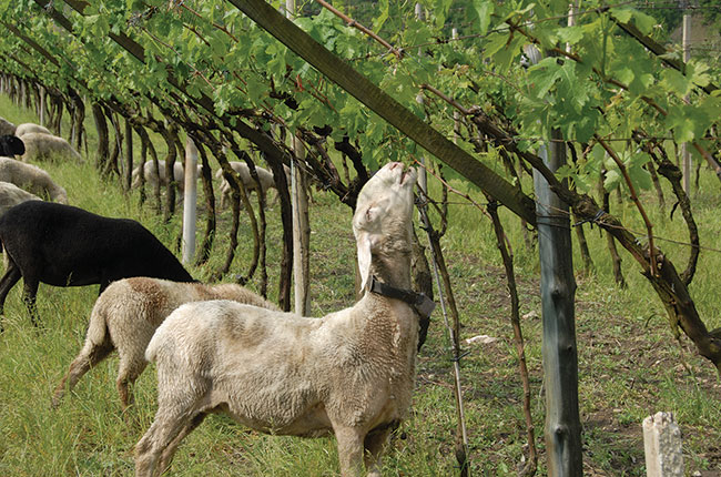 Alois Lageder animals