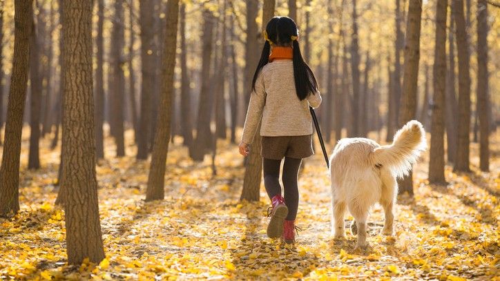 Dog walking ban: A chinese girl walking her dog