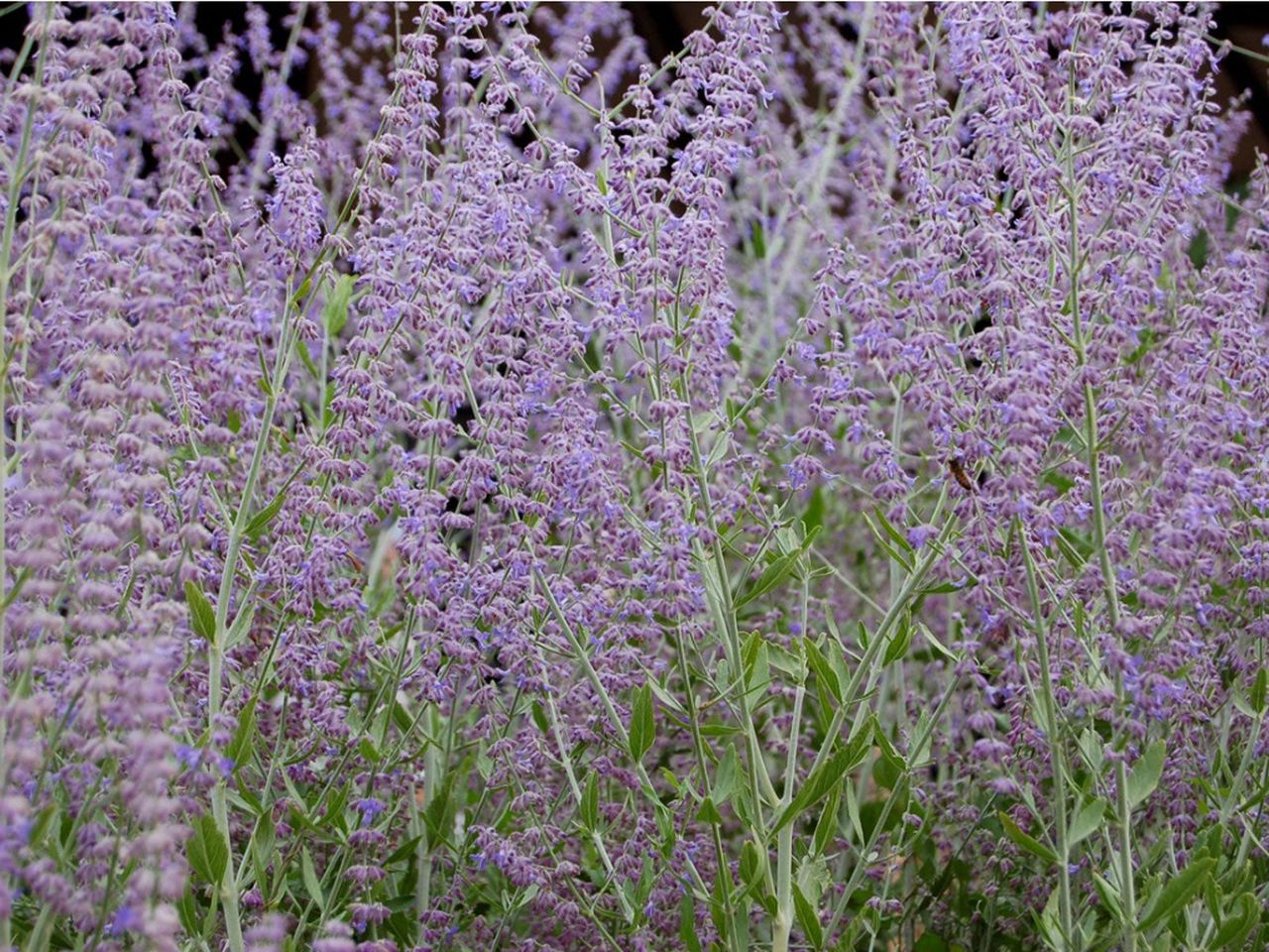 Purple Perennials