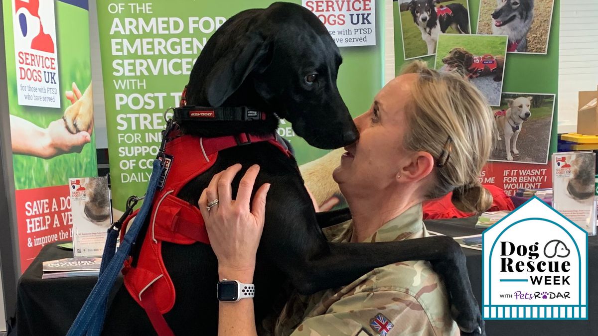 Meet the rescue dogs helping military veterans with PTSD and how YOU
