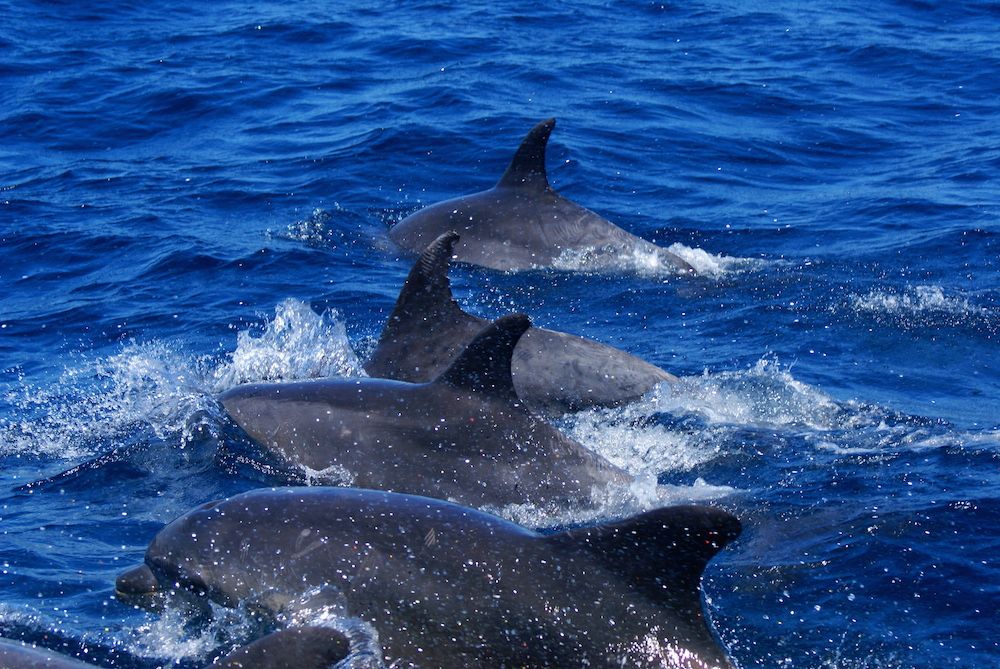 bottlenose dolphin pod