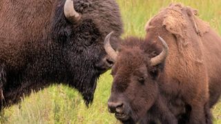 Two bison at Yellowstone National Park