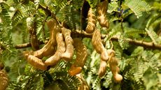 tamarind tree with fruits