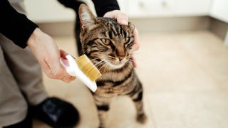 Tabby cat being brushed by owner