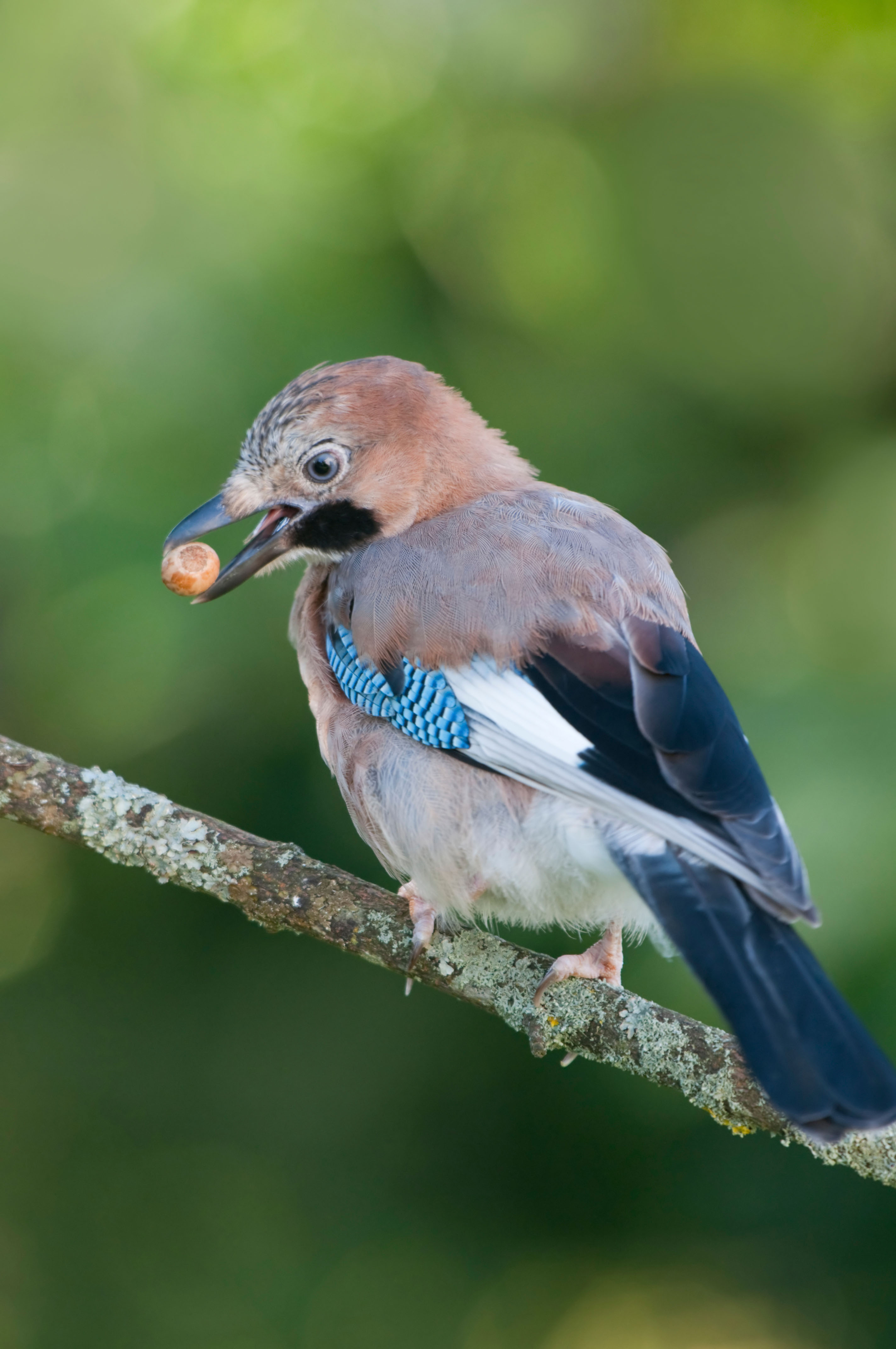 Jay bird with an acorn in its beak