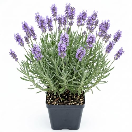 English Lavender Live Plant in 5 Inch Pot, Fragrant Purple Lavender Herb for Indoor Outdoor Garden, Perennial Flowering Plant