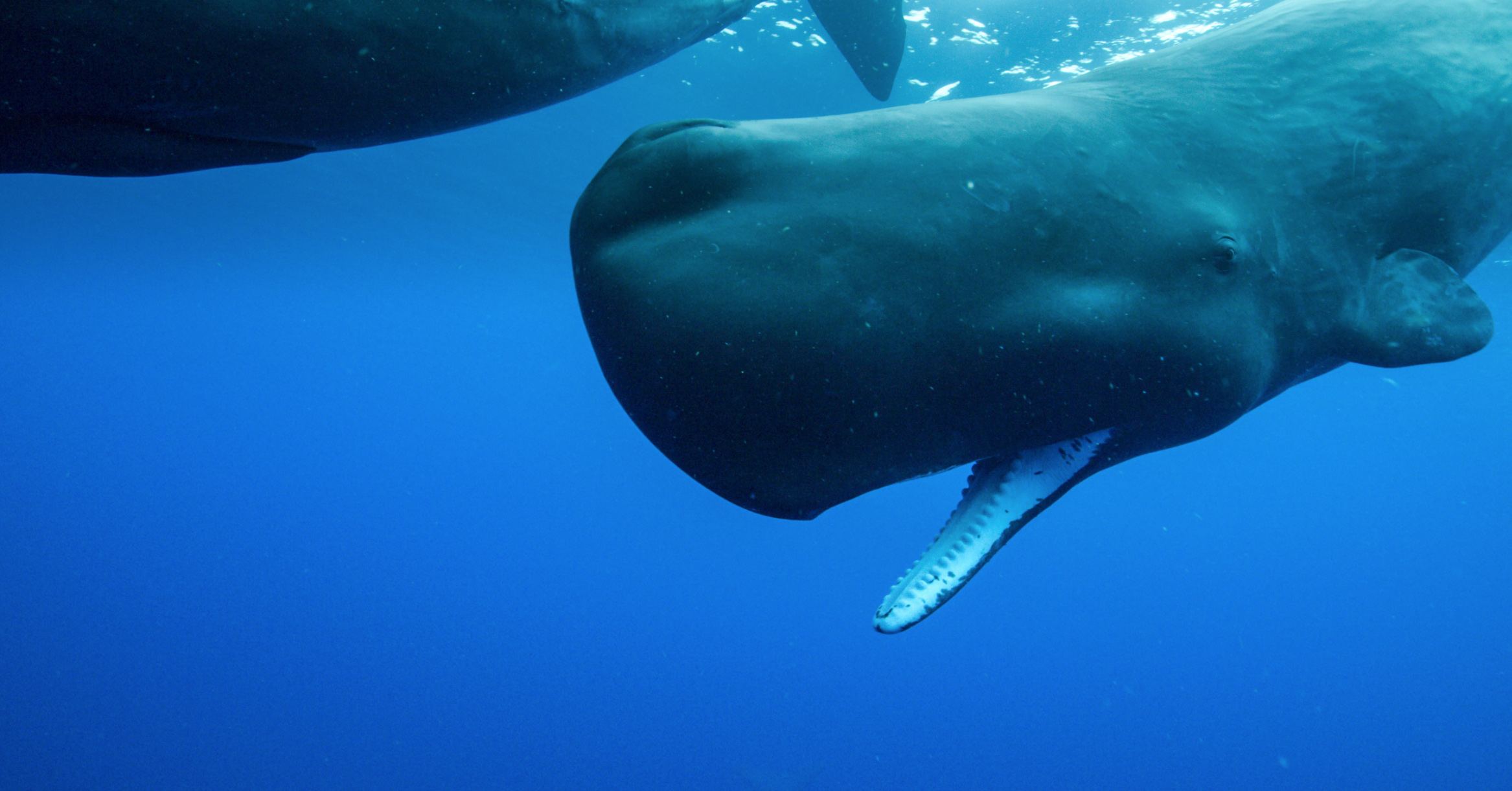 Exclusive Secrets Of The Whales Creator Brian Skerry On Filming His