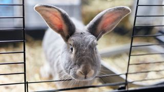 Rabbit in hutch