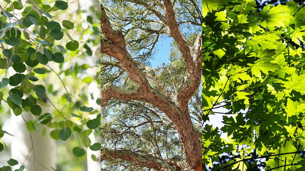 Fire-resistant trees: 6 varieties for fire-smart planting | Homes and ...
