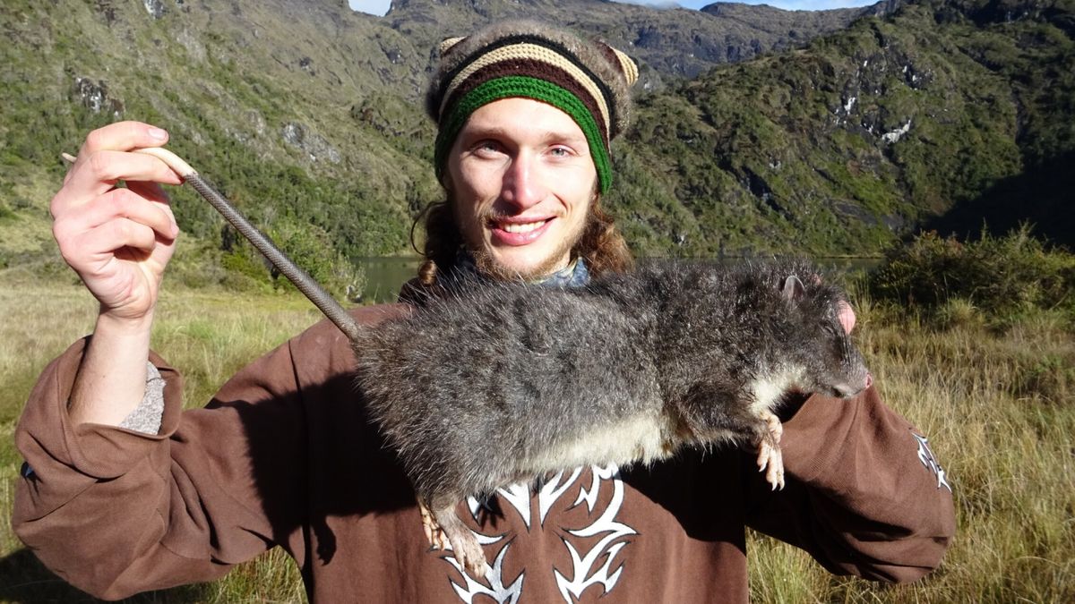 33-inch-long 'woolly' mountain rat caught on camera for first time ever