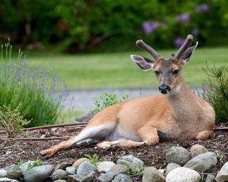 deer sitting in a flower bed in a garden