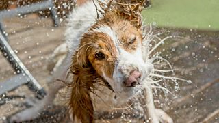 A cocker spaniel dog shaking water off