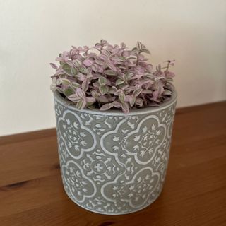 Tradescantia fluminensis houseplant in patterned ceramic pot on wooden shelf