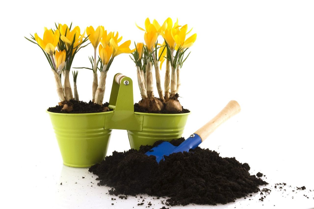 Yellow Crocus Flowers In Green Planters Next To Soil