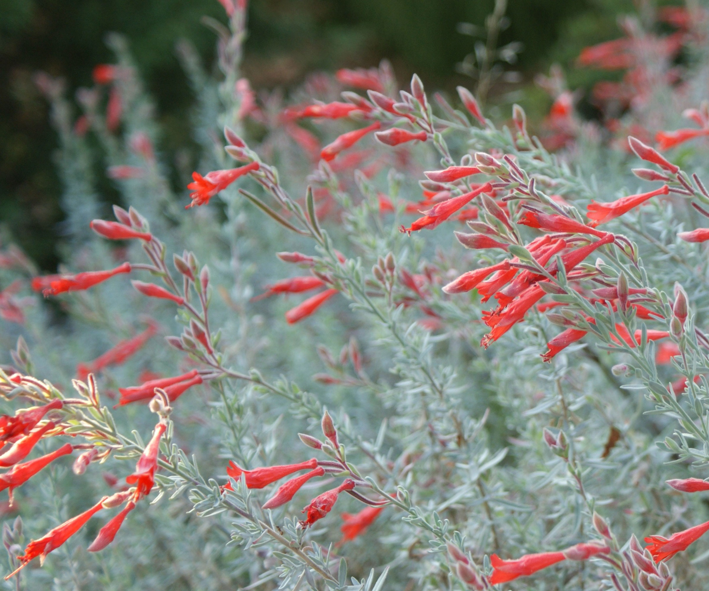 California fuchsia with red flowers