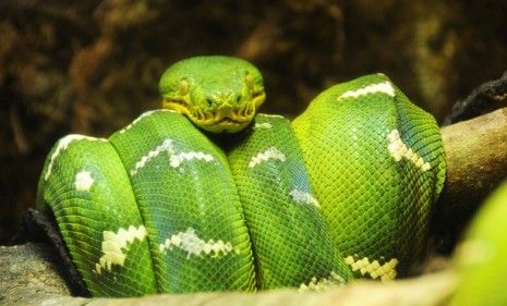 Green trea boa constrictor 