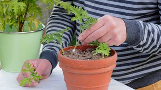 planting pelargonium cuttings