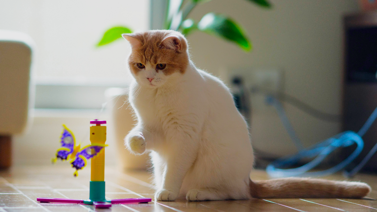 Cat sitting behind an automated cat toy with a butterfly teaser attachment