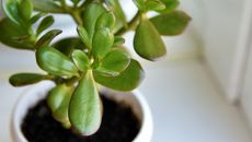 A closeup of a jade plant in a white pot on a white surface