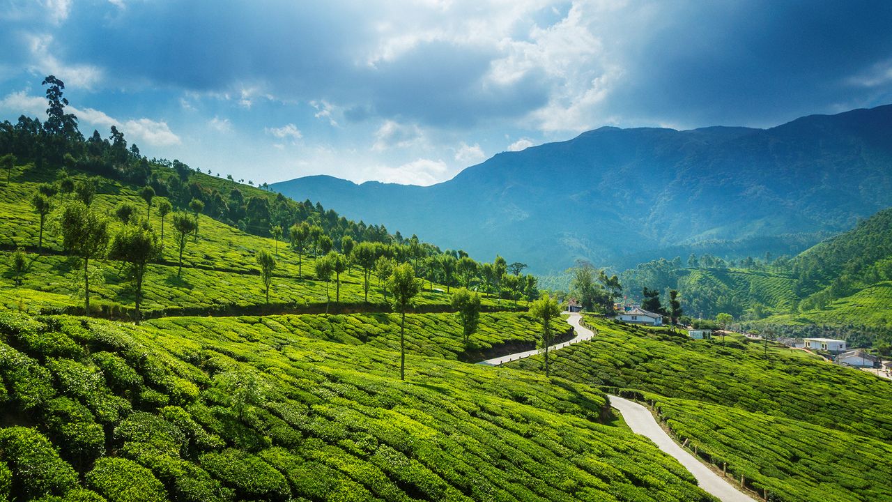 Tea plantations in the surroundings of Munnar, Kerala, India