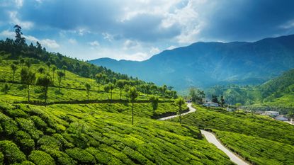 Tea plantations in the surroundings of Munnar, Kerala, India