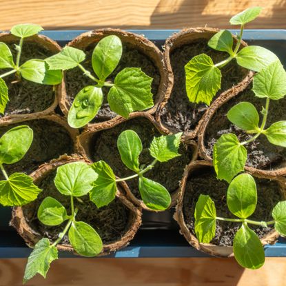 cucumber seedlings in pots