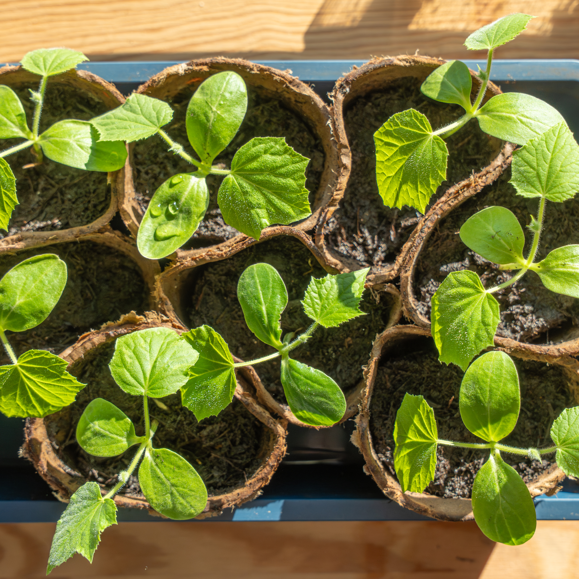 cucumber seedlings in pots