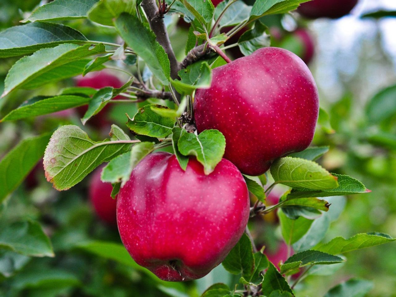 Red Apples On A Tree