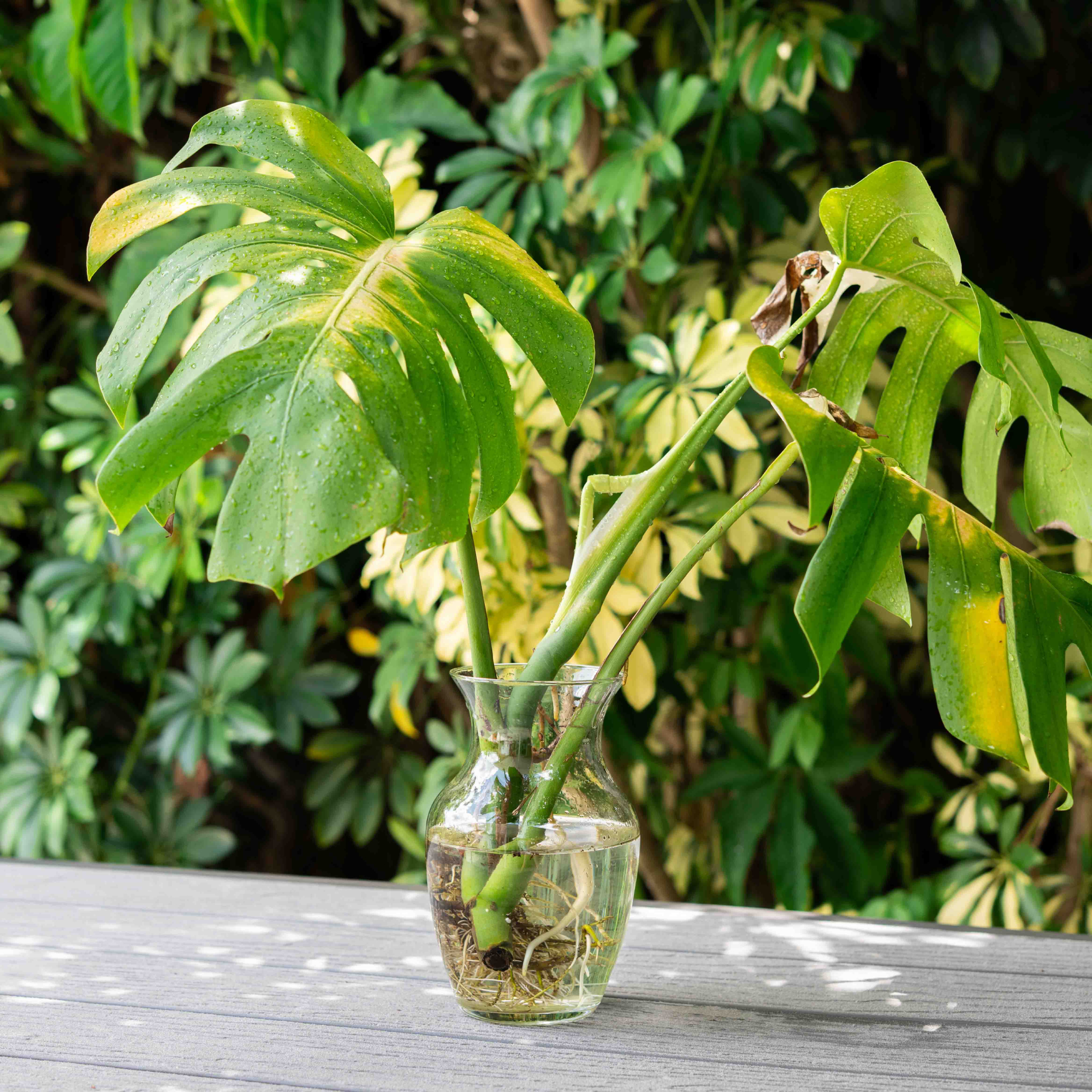 monstera cuttings rooting in water in a jar in the garden